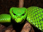 Cabeza de una serpiente verde