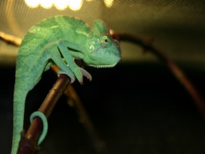 Un camaleón verde