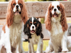 Tres perros en un banco