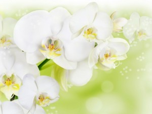 Postal: Bellas orquídeas blancas