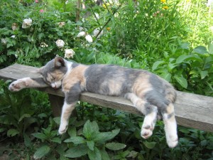 Gatito durmiendo sobre un banco de madera