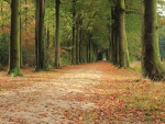 Camino en otoño