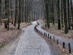 Camino asfaltado en el bosque