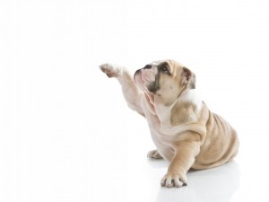 Postal: Perro bulldog levantando la patita