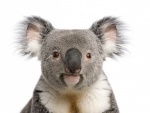 Cara de un koala