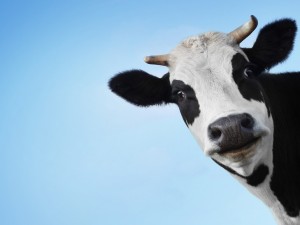 Postal: Una vaca te mira