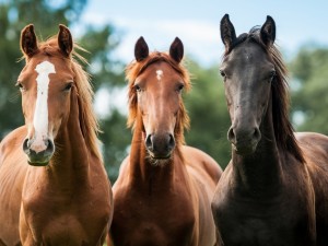 Postal: Tres caballos