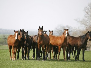 Postal: Manada de caballos en la hierba fresca