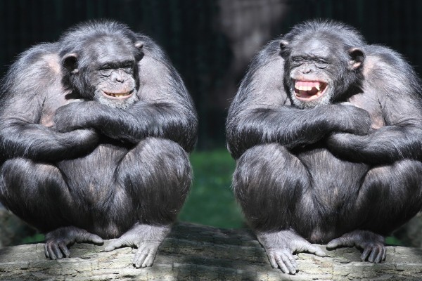 Dos chimpancés riéndose