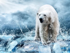 Postal: Oso polar caminando entre trozos de hielo