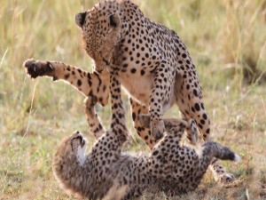 Dos guepardos jugando