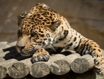 Jaguar descansando sobre troncos de madera
