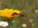 Araña cazando a una abeja sobre una flor