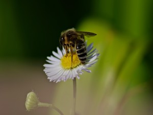 Una abeja recolectando polen en una margarita