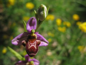 Postal: Orquídea abeja (Ophrys apifera)