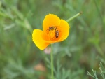 Amapola de California con una abeja y otro pequeño insecto