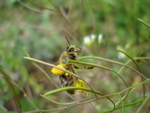 Abeja cubierta de polen