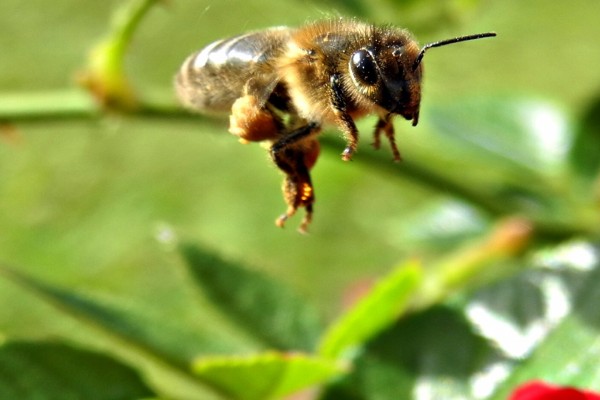 Polen sobre la abeja