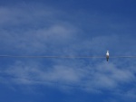 Un pájaro sobre una cuerda