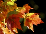 Hojas en otoño colgando de un árbol