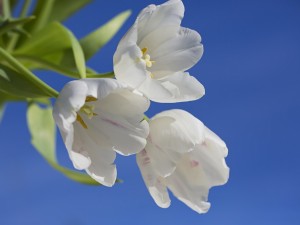 Tulipanes blancos en un fondo azul
