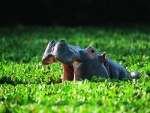 Un gran hipopótamo entre las plantas