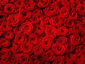 Muchas rosas rojas