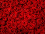Muchas rosas rojas