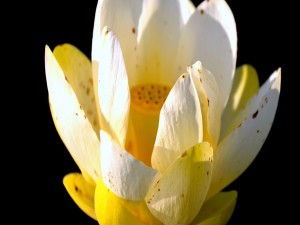 Delicado loto sagrado con pétalos blancos y amarillos