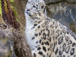 Perfil de un leopardo de las nieves