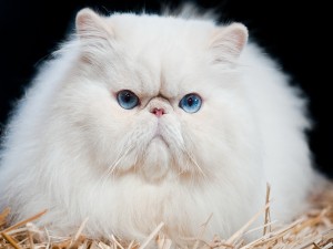 Postal: Mirada atrapante de un gato blanco
