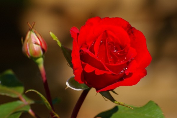 Un pimpollo y una rosa roja