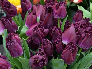 Postal: Admirables tulipanes color púrpura