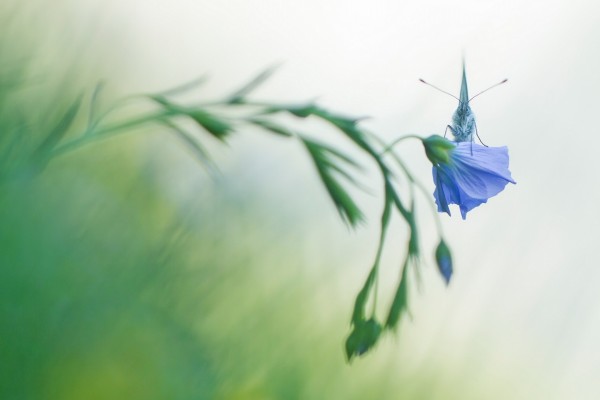 Mariposa sobre una flor de lino
