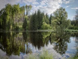 Postal: Bosque reflejado en las tranquilas aguas