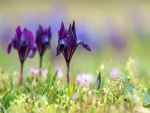 Flores púrpura entre la hierba fresca