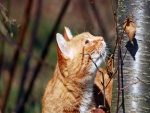 Un gato a punto de trepar por un árbol