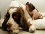 Amistad entre un perro y un cerdo