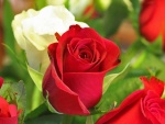 Hermosas rosas rojas y blancas