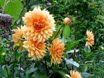Hermosas flores de un suave color naranja