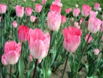 Bellos tulipanes creciendo en la tierra