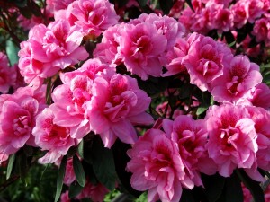 Postal: Hermosas flores de color rosa en la planta