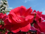Una hermosura de rosas en el jardín