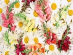 Margaritas blancas y otras flores aportando color