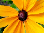 Flor con largos pétalos amarillos y centro oscuro