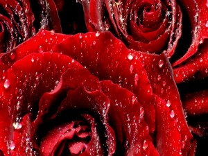Rosas rojas cubiertas de agua