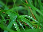 Gotas de agua en las briznas de hierba