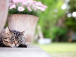 Un gatito durmiendo junto al jardín
