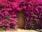 Flores en la puerta de una casa