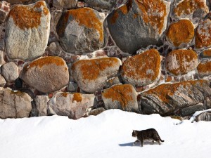 Gato caminando en la nieve junto a una pared de rocas